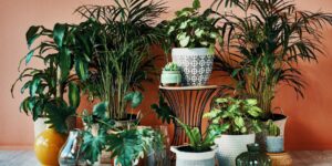The Ultimate Care Guide for Keeping Your Happy Plant Thriving