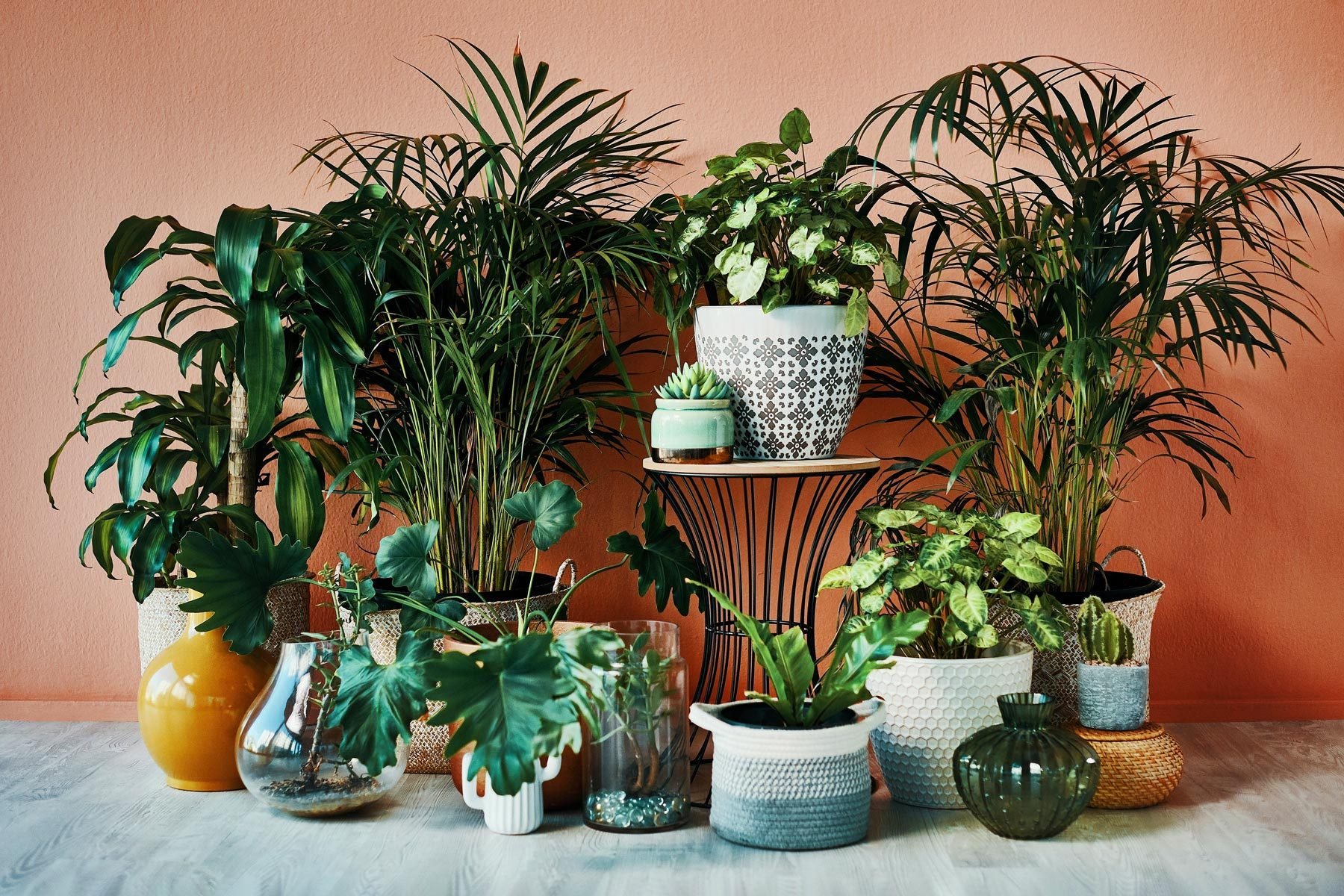 The Ultimate Care Guide for Keeping Your Happy Plant Thriving