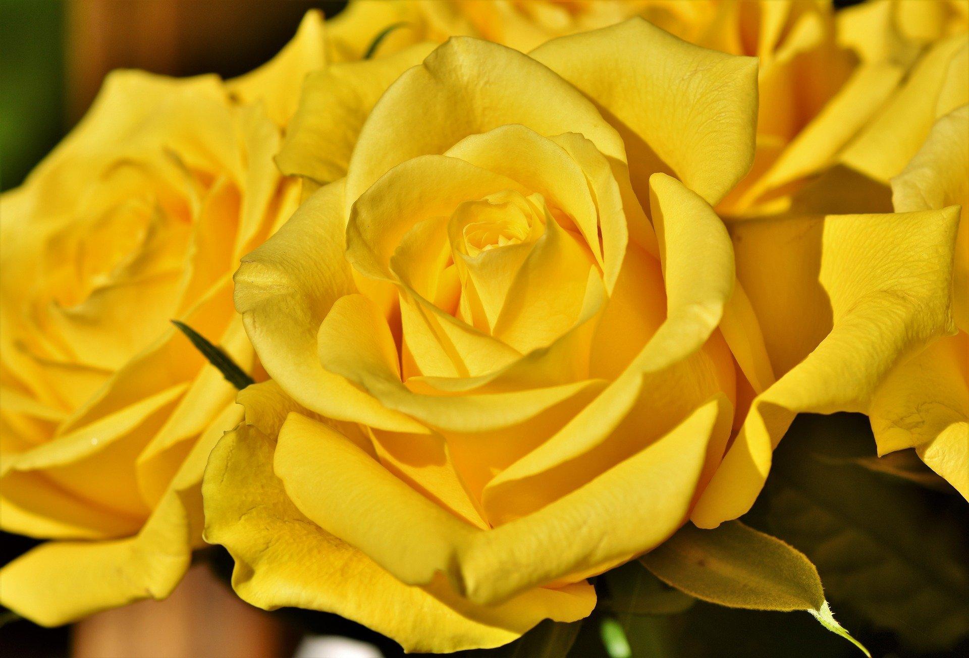 The Hidden Meanings and Symbolisms of Yellow Flowers